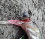 Тестирование силикона Trout Pro: Yujiro и Okinawa
