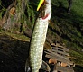 Обзор TSURIBITO MINNOW 80
