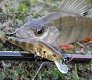 Tsuribito Jerkbait 50F-SR. Просто хороший воблер