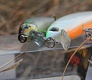 На малой речке (тестирование Tsuribito Minnow 60F и 80SP)