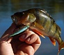 На малой речке (тестирование Tsuribito Minnow 60F и 80SP)