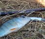 Tsuribito Minnow 42 и 50. Вечер на домашнем водоеме.