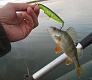 Мелководный убийца «Tsuribito Dead Minnow»