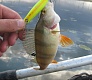 Мелководный убийца «Tsuribito Dead Minnow»