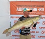 Участники турнира Adrenalin Ru Open 2015
