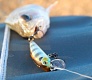 Tsuribito Minnow 35: аплодирую стоя!