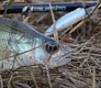 Tsuribito Minnow 42 и 50. Вечер на домашнем водоеме.