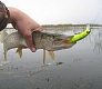 Младший мелководный убийца Dead Minnow 70F, 70SP, 70SS