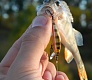 Tsuribito Minnow 35: аплодирую стоя!