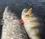 Tsuribito Supersoft vs проверенные воблеры Dead Minnow и Masu Tsuri