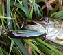 На малой речке (тестирование Tsuribito Minnow 60F и 80SP)