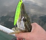 Мелководный убийца «Tsuribito Dead Minnow»