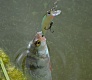 Новинки 2015. Tsuribito Minnow