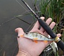 Trout Pro Kani. Доступная микроджиговая приманка.
