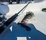 Tsuribito Supersoft vs проверенные воблеры Dead Minnow и Masu Tsuri