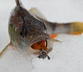 Trout Pro MISO. Бюджетная копия легендарной приманки!