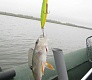 Мелководный убийца «Tsuribito Dead Minnow»