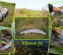 Tsuribito Minnow 50