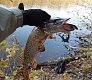 Tsuribito Minnow 95SP. Уловистый шедевр