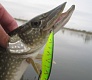 Мелководный убийца «Tsuribito Dead Minnow»