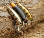 Tsuribito Minnow 35: аплодирую стоя!