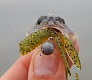 Trout Pro Kani. Доступная микроджиговая приманка.