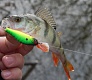 Tsuribito-Jackson Sweetwater SWR 662L. Твитч.