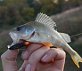Tsuribito Minnow 35: аплодирую стоя!