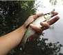 За город на голавля - Tsuribito Sexy Minnow 25F