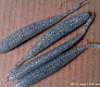 Trout Pro Spicy Bait –время поделиться солененьким