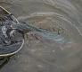 Tsuribito Trout Cup — 2015 и я